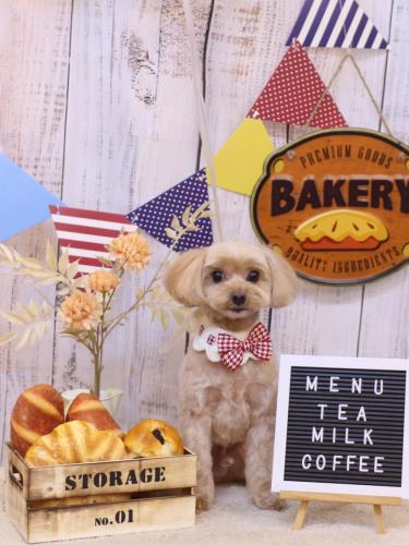 20240903ショコラちゃん